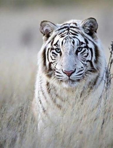 tumblr_3092cf5ca7fefee6d33237e809d38f91_b8e48f5b_500