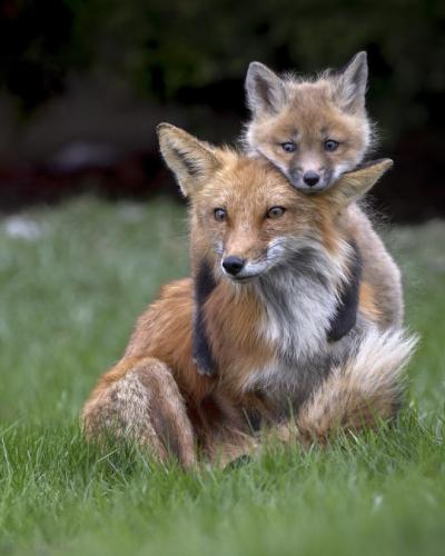 tumblr_7b256ba12b95228f393812a490da06f0_520f7cf2_540