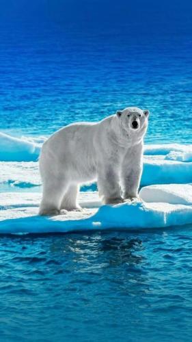 tumblr_5b06920fdc39004922c1094400b00806_97efc1aa_640