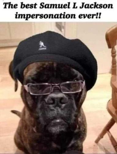 Samuel L Jackson impersonator dog