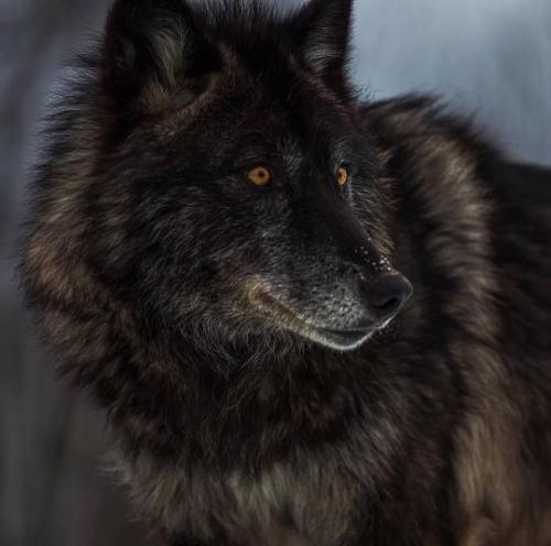 tumblr_okeknu1ktd1rwcfrqo1_540