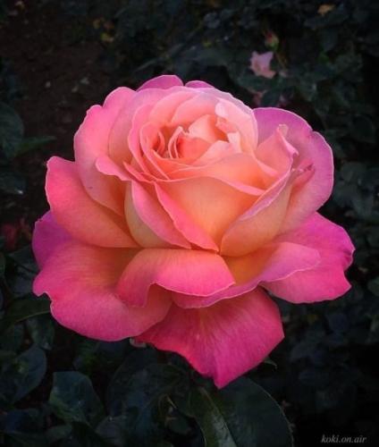 10:01:06 GMT-0600 (CST)