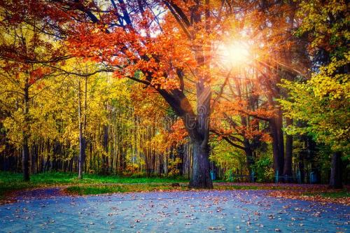 yellow-colors-autumn-park-landscape-colorful-trees-central-scenery-sunset-sun-rays-branches-103153225