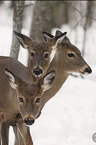 tumblr_32b629289245a9b9932c57180860003f_06411149_540