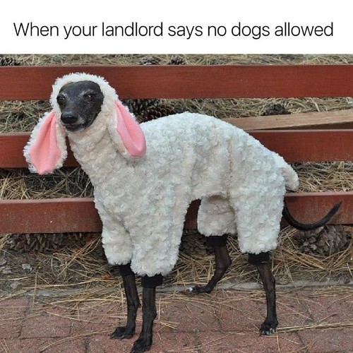 yellow-octopus-funny-memes-71