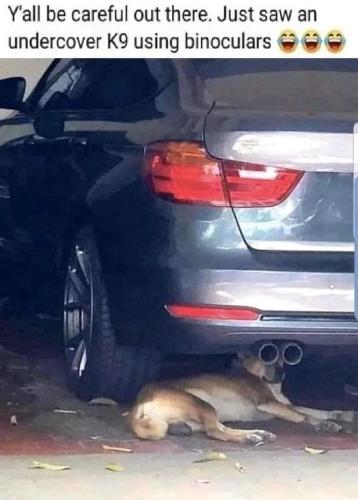 K9 with bin0culars