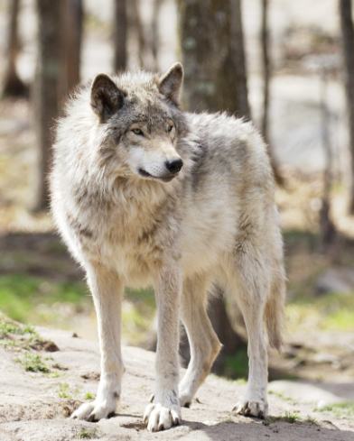 tumblr_osik5qZcEf1tjanhao1_400