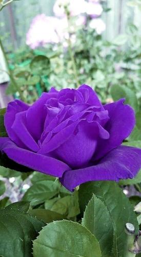 09:47:30 GMT-0600 (CST)