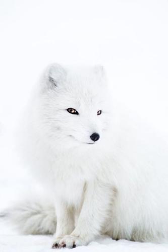 tumblr_q84n41575Q1uzouo7o1_540