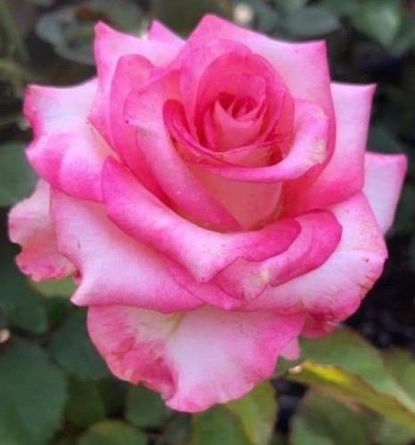 10:12:41 GMT-0600 (CST)