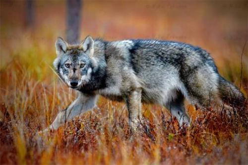 tumblr_43744a07657f3abe16f1876003af63b1_7497c93c_540