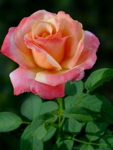 13:25:34 GMT-0600 (CST)