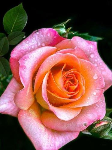 18:44:18 GMT-0600 (CST)