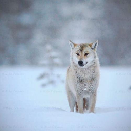 tumblr_dc3914bedf1a781bbf1a186b2eec3c3b_cf9e8fc2_540