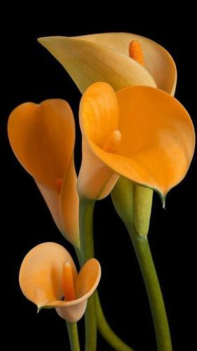 09:37:53 GMT-0600 (CST)