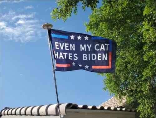 even my cat hates joe