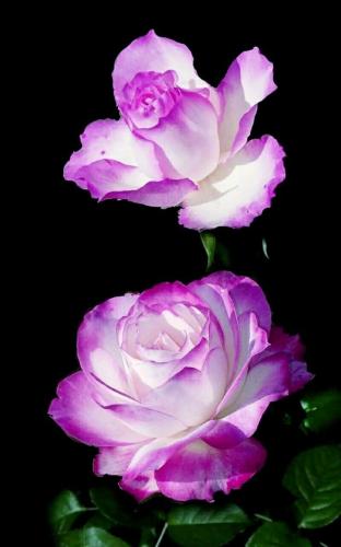 19:26:41 GMT-0600 (CST)