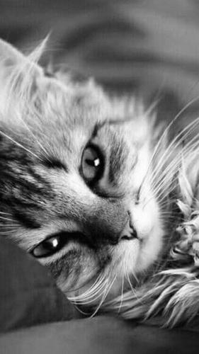 08c8f1159524512761d888180c0892ae