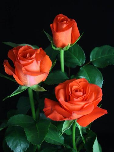 11:43:46 GMT-0600 (CST)