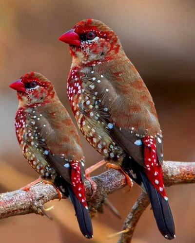 271565559_490463385790673_3596541365613200292_n