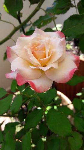 20:38:24 GMT-0600 (CST)