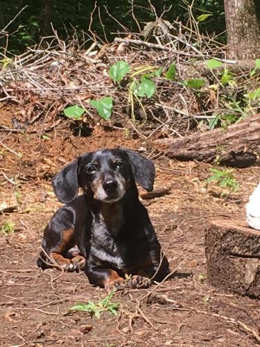 Pepper in the Sunshine in TN