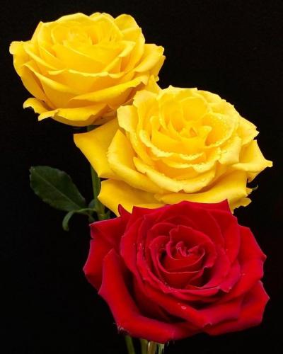 10:20:24 GMT-0600 (CST)