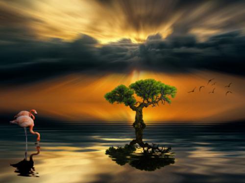 Lone Tree - Photographer Nasser Osman