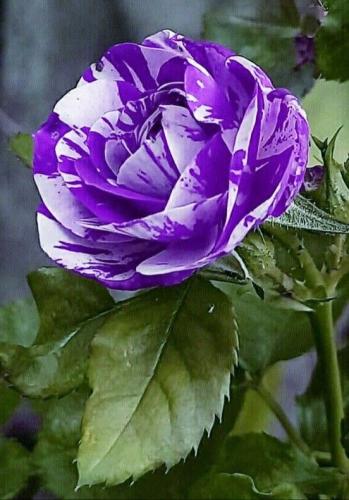 10:31:36 GMT-0600 (CST)