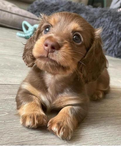Cute brown puppy