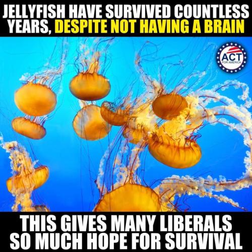 The radical left is braindead!