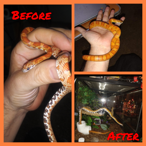 GridArt_20220107_103908375