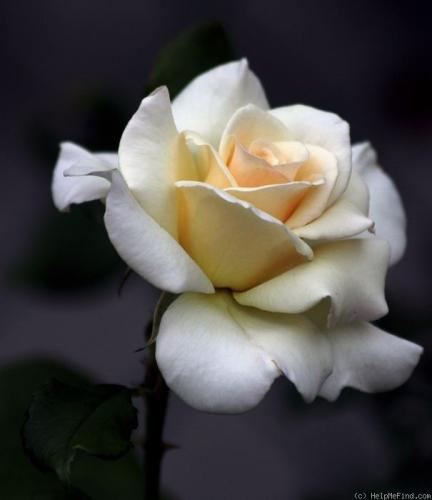 19:15:42 GMT-0600 (CST)