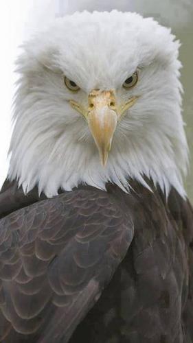 tumblr_39e62d2259fdc9474e0d6a871fb3c322_3c621b9c_500