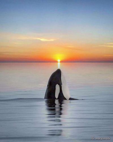 Orca and sunset