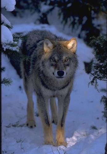 11:41:32 GMT-0600 (CST)