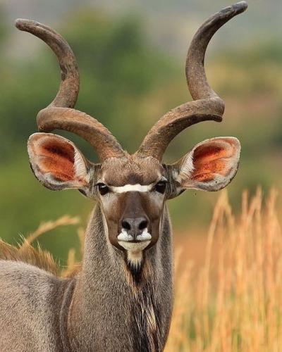 tumblr_52ea0b6d014af9ec4532632bfc0c8bc1_7cb1c924_540