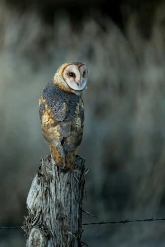 tumblr_a950e66e98588ea6a74d5f5a9727d2e3_8e08c629_540