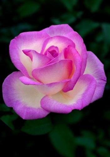 19:02:46 GMT-0600 (CST)