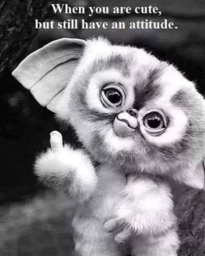 when you are cute and still have an attitude