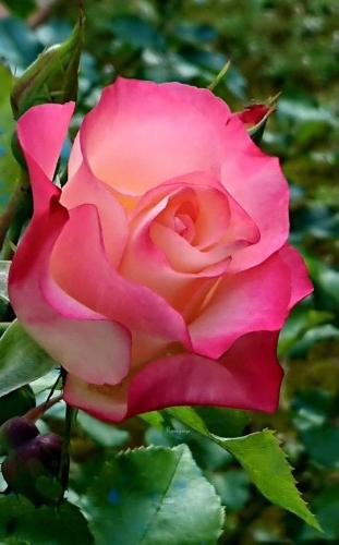 10:39:52 GMT-0600 (CST)