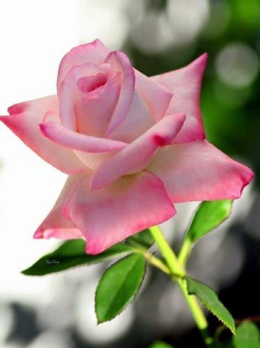 10:01:06 GMT-0600 (CST)