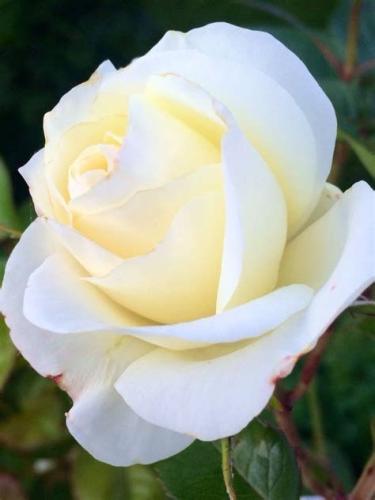 18:50:51 GMT-0600 (CST)