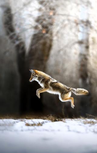 tumblr_77d909abbf1a6448255a56f35c67c6ff_21f2e78c_640