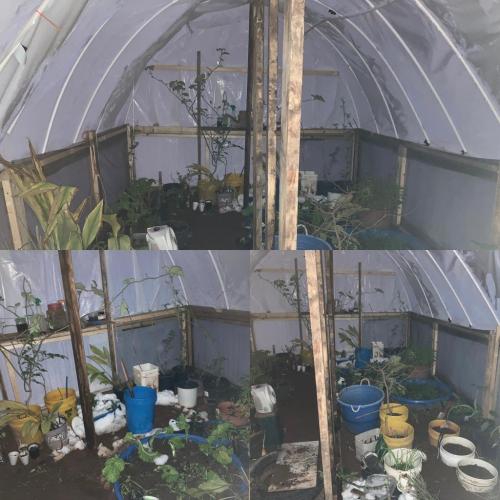 So far so good greenhouse