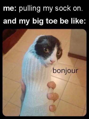 bonjour
