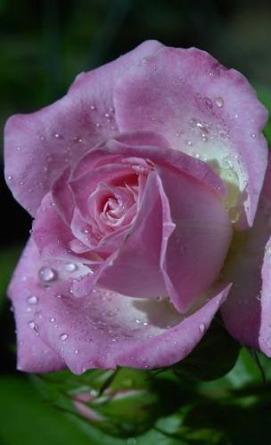 10:59:39 GMT-0600 (CST)