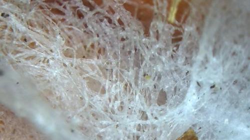 Crystalline Fibre Optic ANTENNA  skin surface network (5)