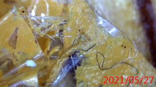 Big Toe Bio Film Sheet (2)_0_0_320_180_0_0_1_0