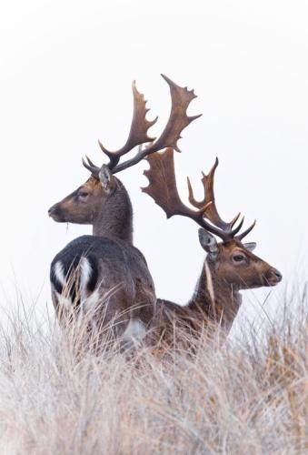 tumblr_0300cba4938d49ce6f7af3db402d69a2_33e5e9bd_540